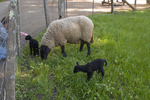 Farm tour in Spanish Farm tour in Spanish
