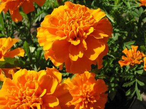 african-marigold-dia-de-los-muertos african-marigold-dia-de-los-muertos