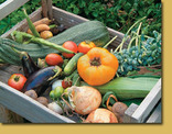 veggies1 veggies1